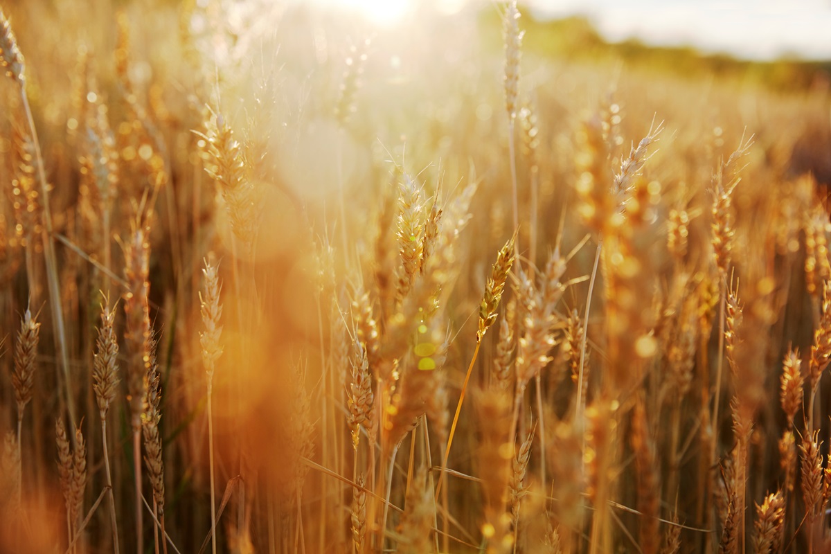 Новини бізнесу - В Україні прогнозують збільшення врожаю на 6%