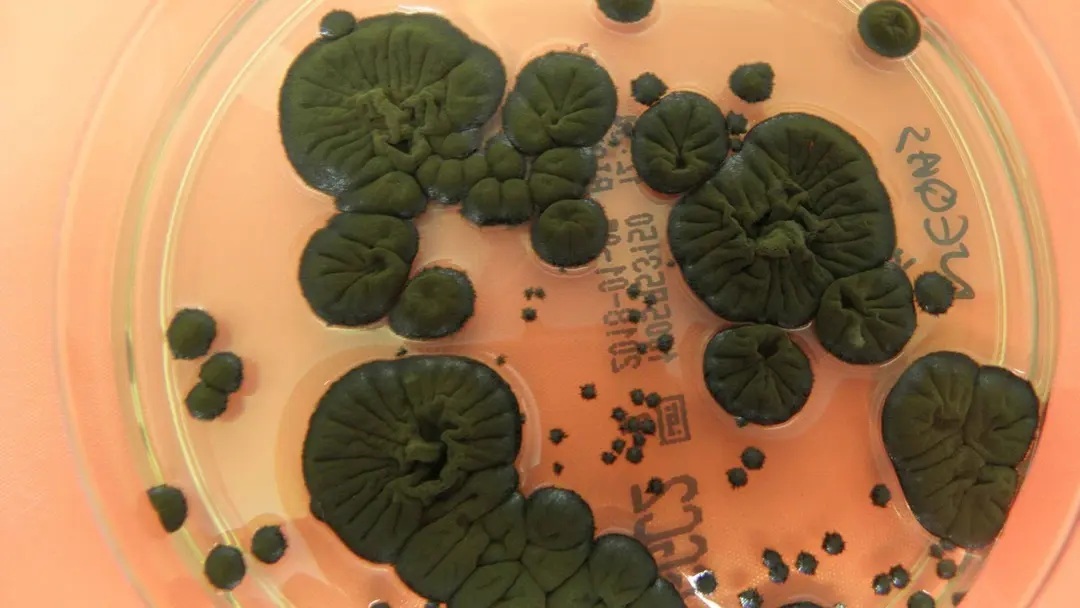 NASA розглядає чорнобильські гриби як новий захист від радіації в космосі